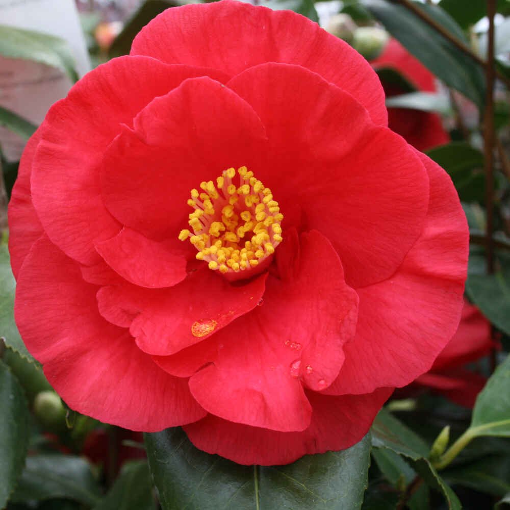 Camellia 'Oki No Nami' 