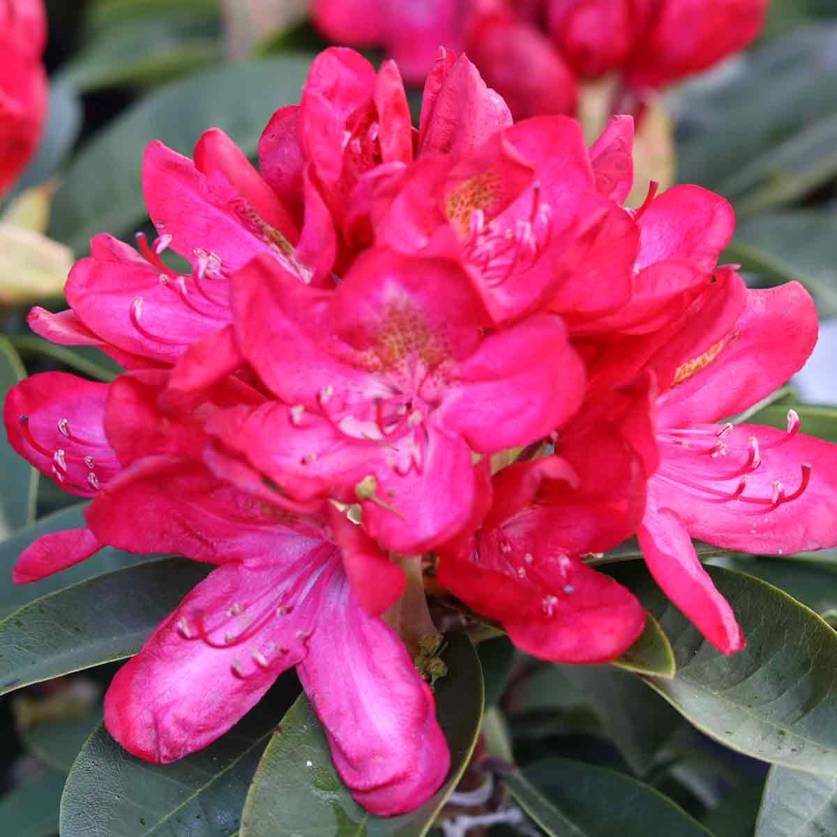 Rhododendron 'Junifeuer' 30-40 - C5