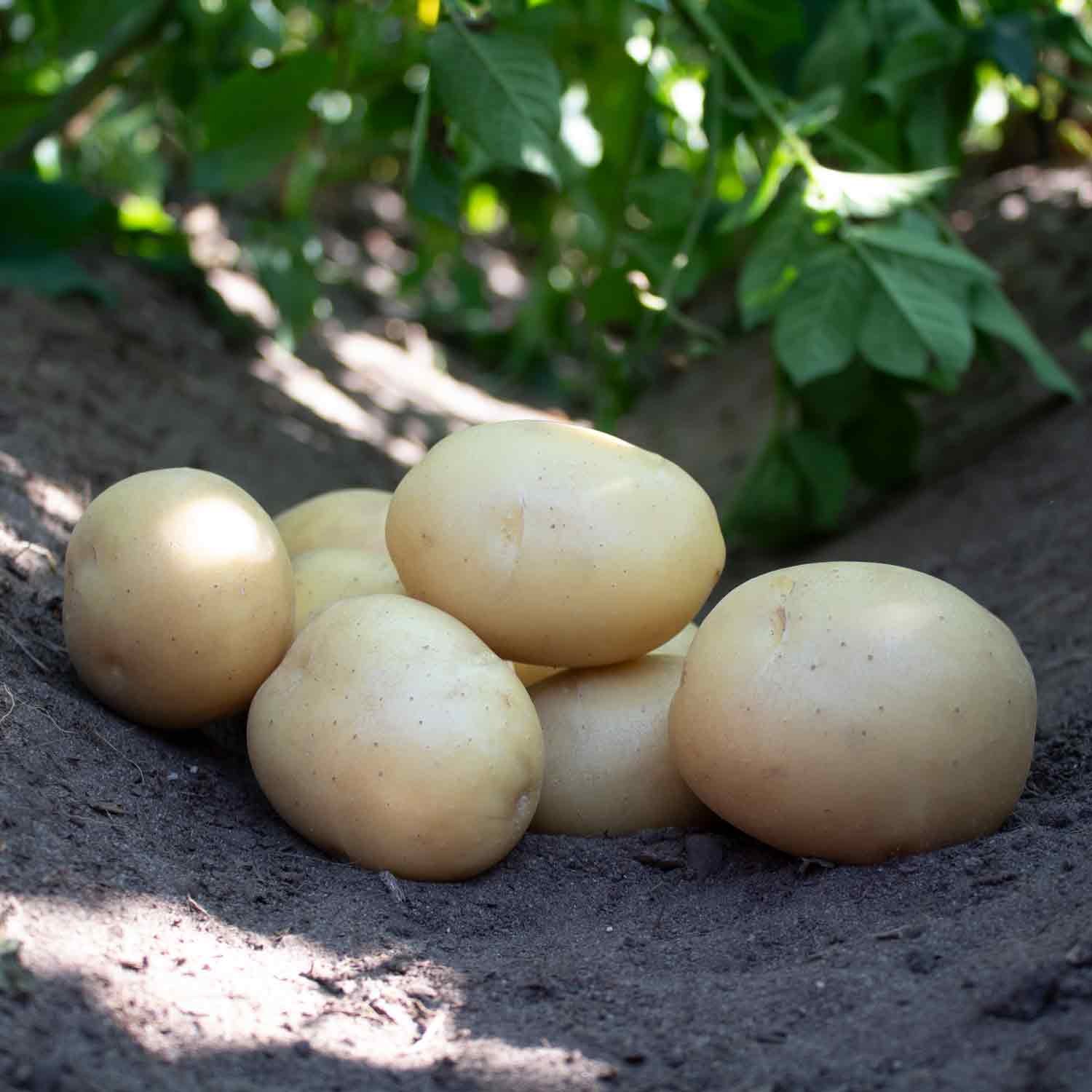 Læggekartofler - Ally 1,5kg - NYHED