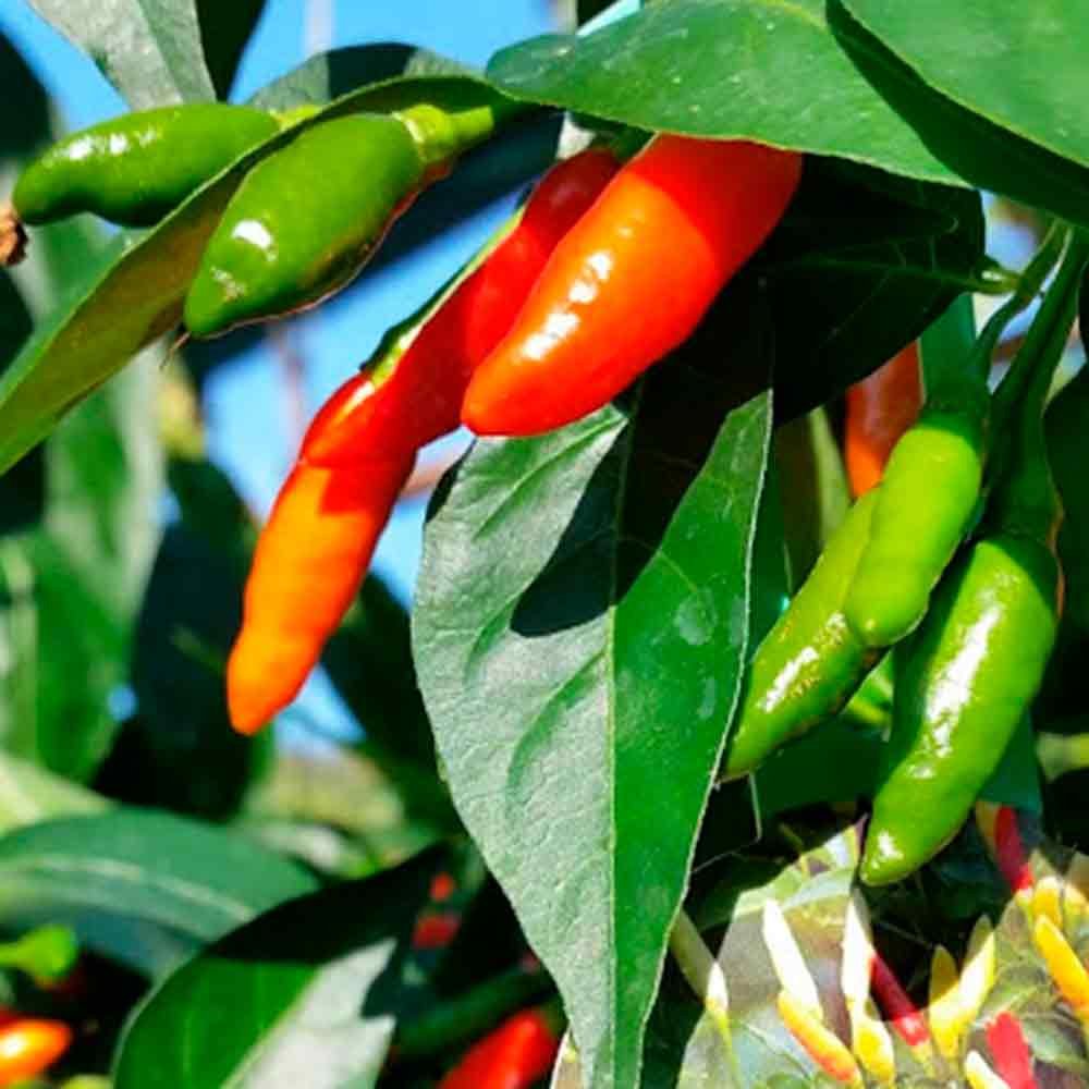 Chiliplante 'Tabasco chili'