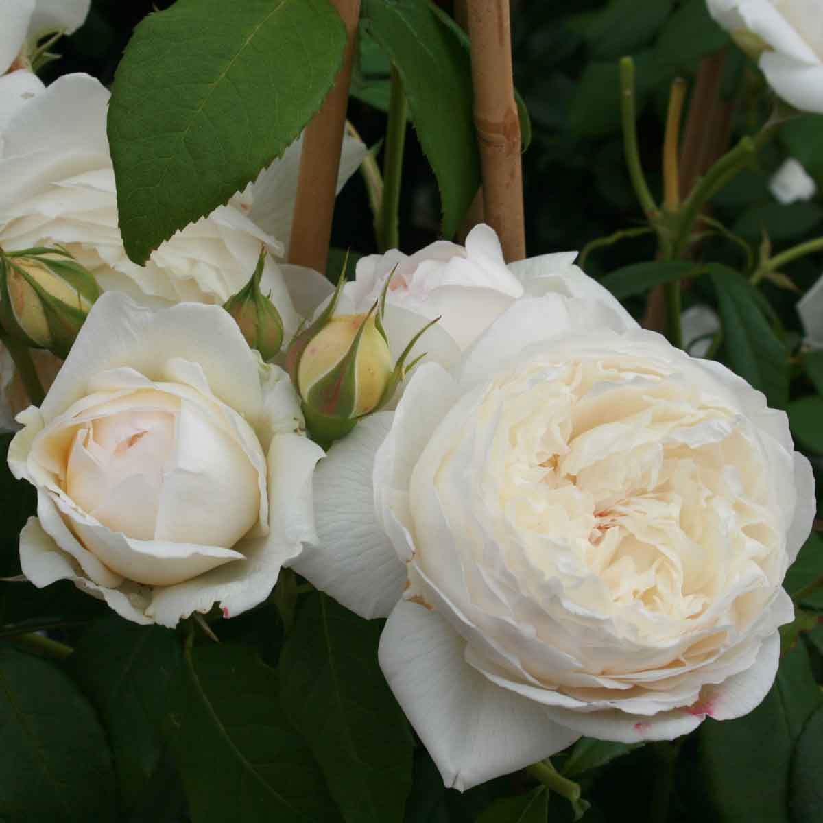 Engelsk rose Claire Austin med flotte lyse blomster