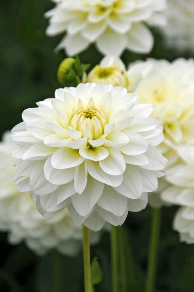 Dahlia Karma Serena - decorative small flowered