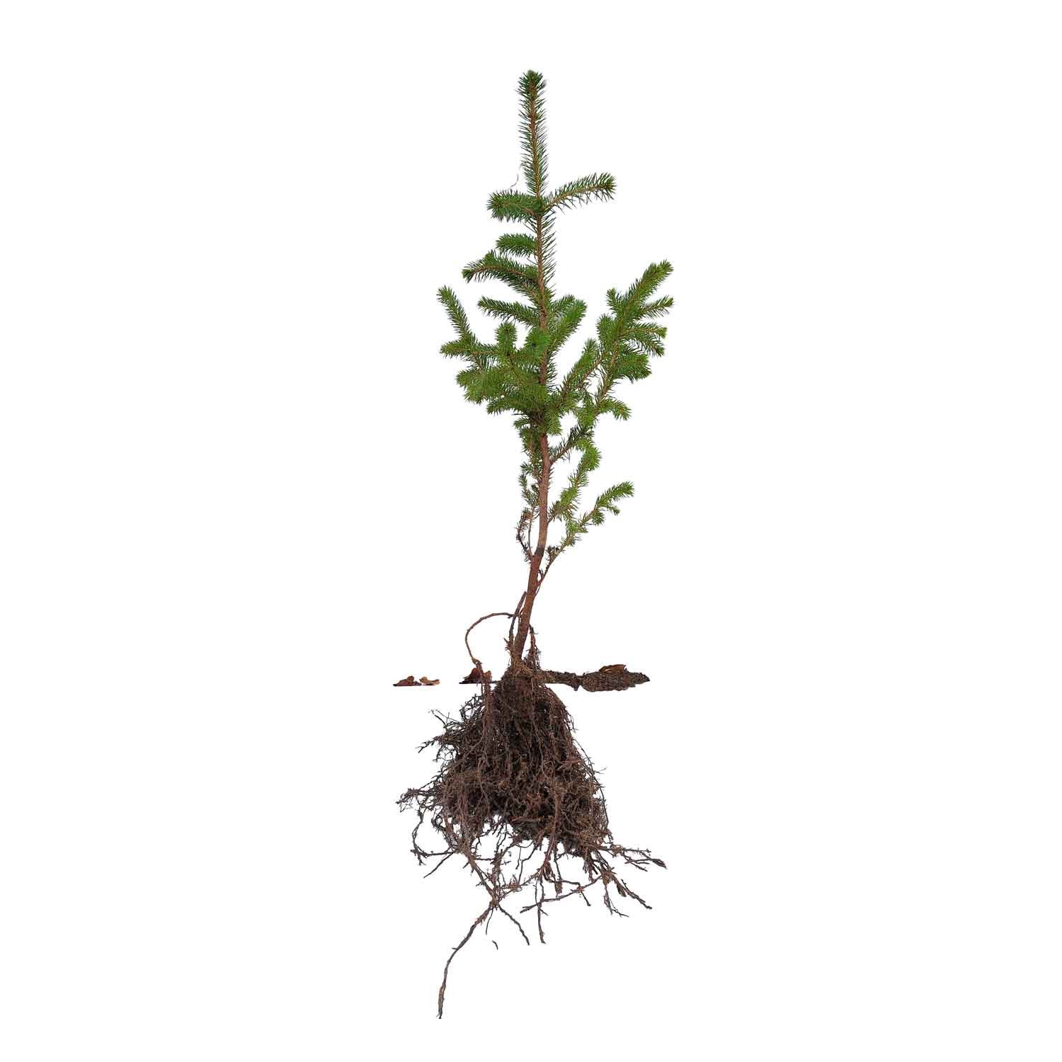 Sitkagran - Picea sitchensis 20-40 CM