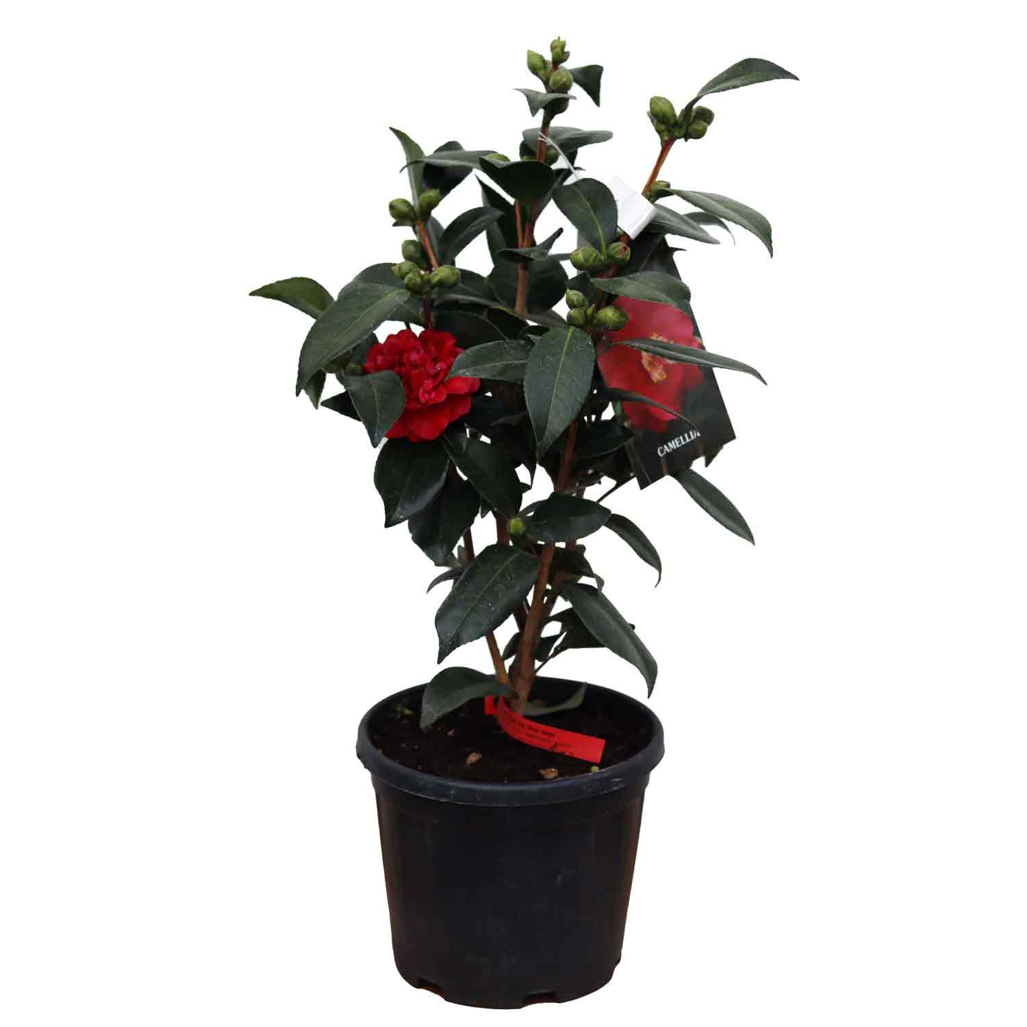 Camellia japonica Bob Hope 4,5L