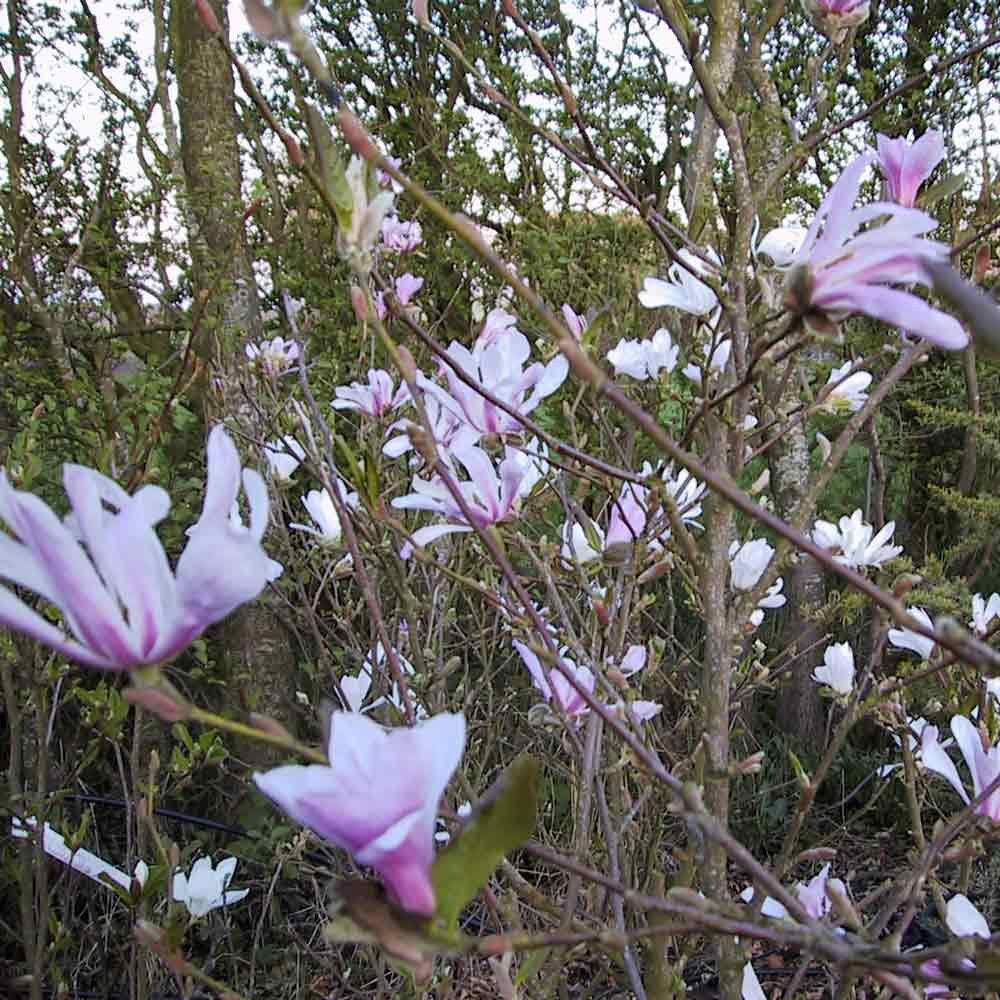 Magnolia loebneri 'Leonard Messel' 60/80 C10