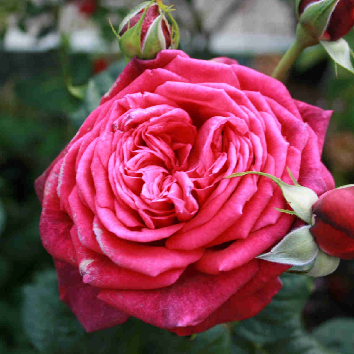 Rose 'Johann Wolfgang von Goethe Rose'