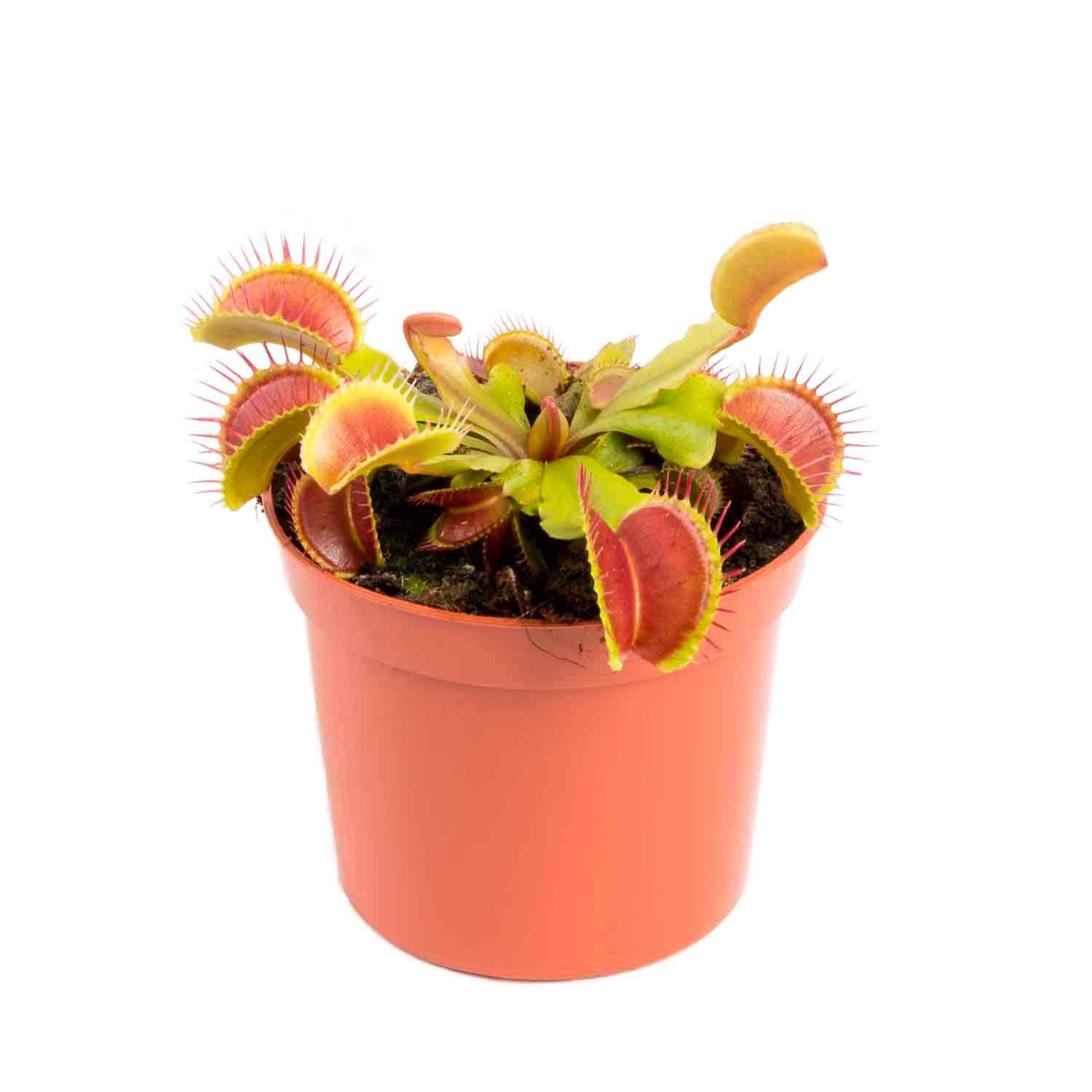 Venus fluefanger - Dionaea muscipula hybride 8,5cm potte