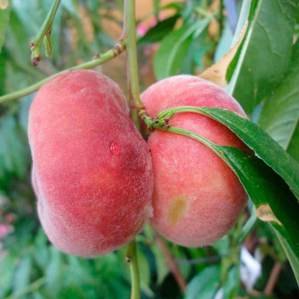 Fersken - Prunus persica 'Saturn'