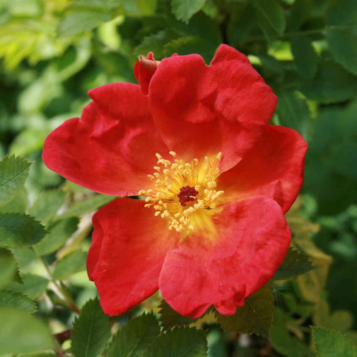 Historisk rose - Rosa foetida 'Bicolor'