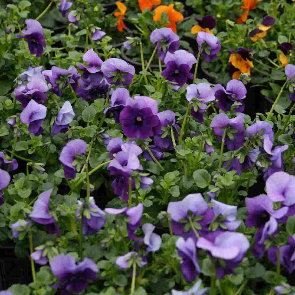 Hornviol - Viola cornuta hybrid - Fler farver