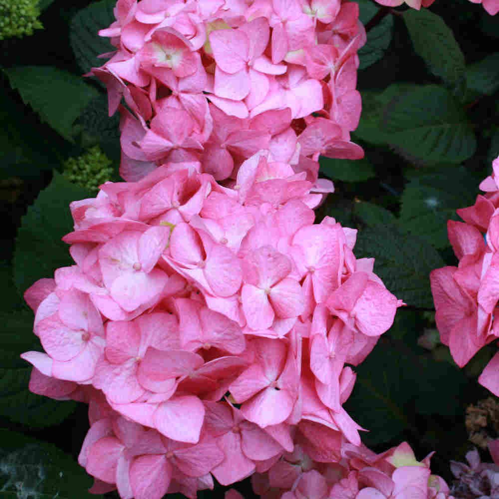 Hydrangea Endless summer 'Bloom Star' rosa C5