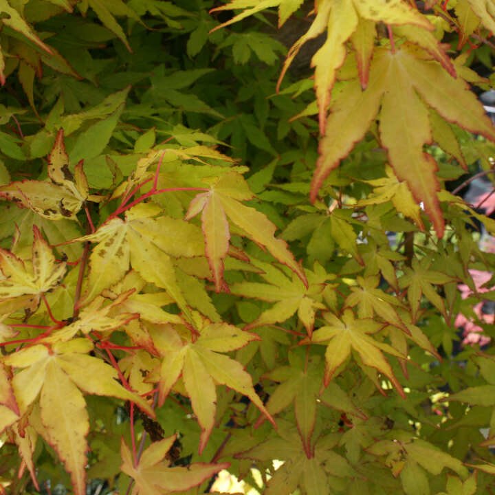 Japansk ahorn - Acer palmatum 'Sode Nishiki'