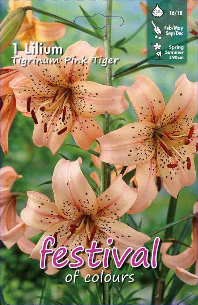 Tiger Lilje - Lilium tigrinum Pink Tiger - 1 stk. - 16/18