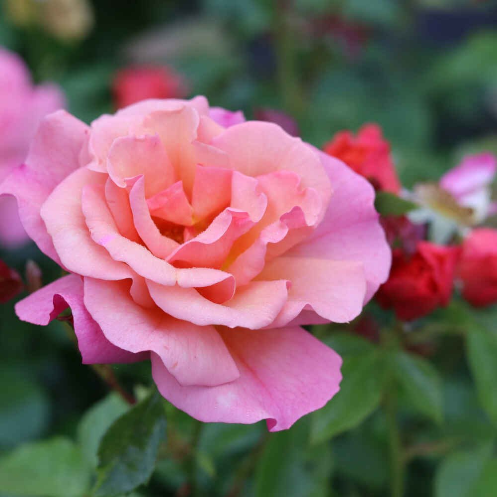 Rose 'Aprikola'