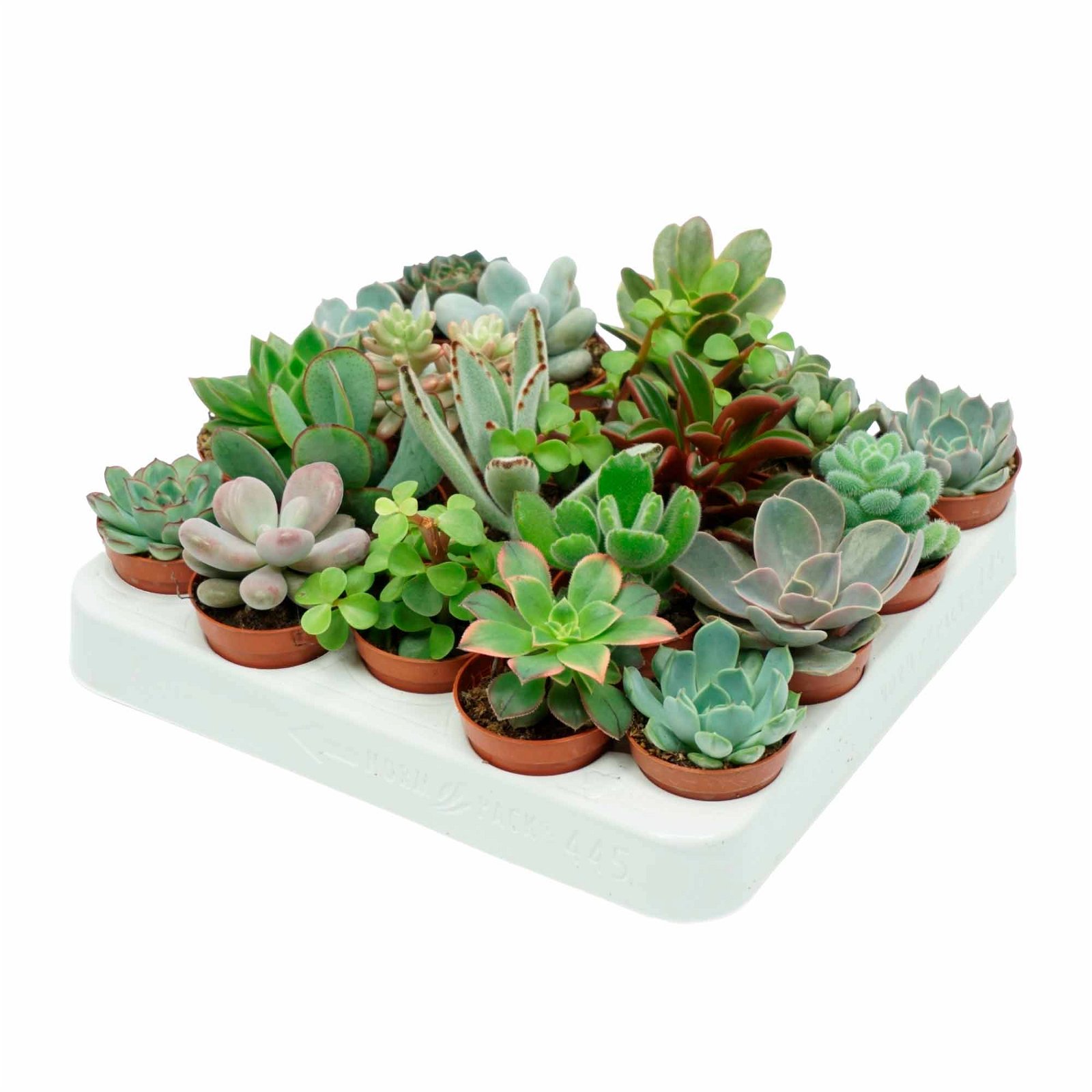Sukkulenter mini planter 5,5cm potte