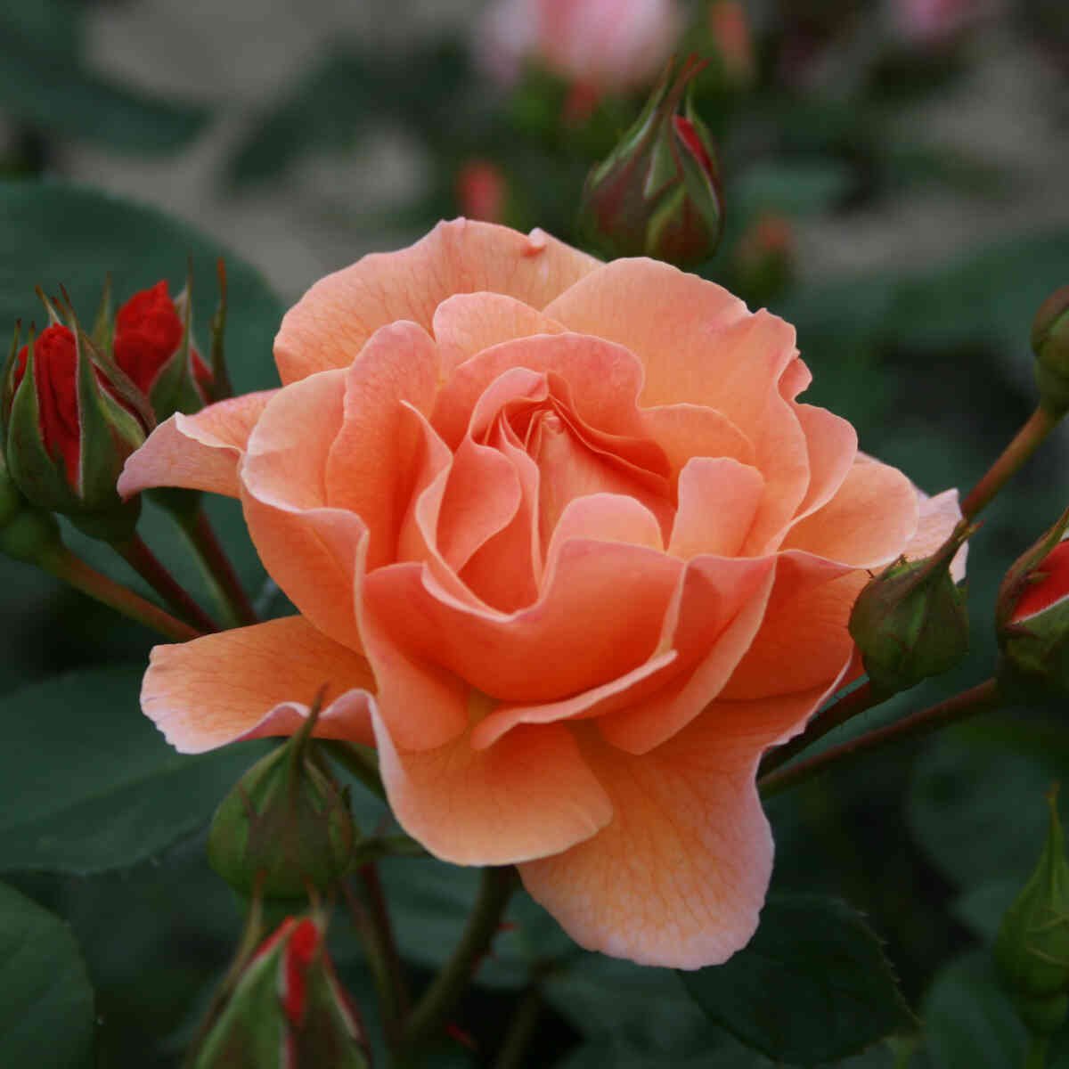 Orange blomst i Arabia rosen