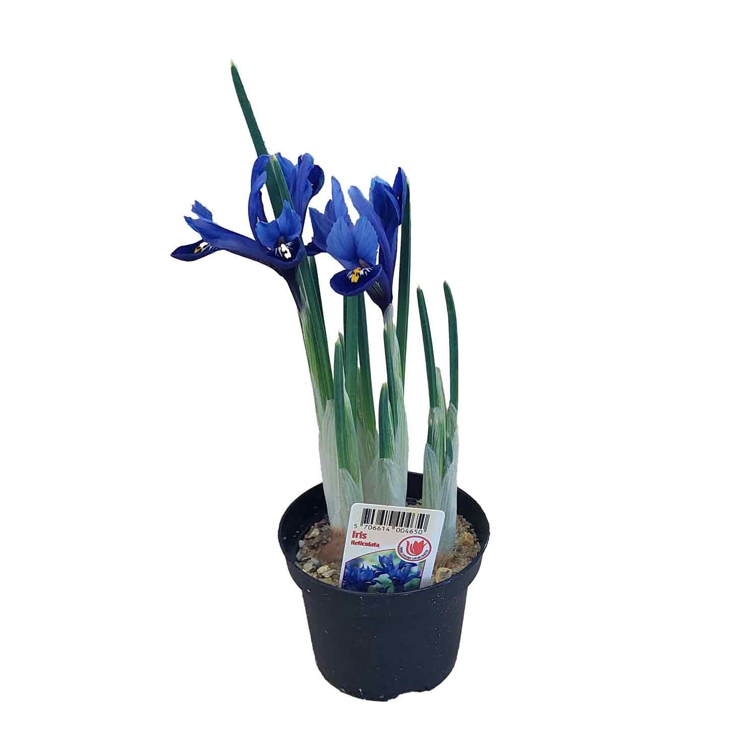 Blå Iris reticulata 9 cm potte