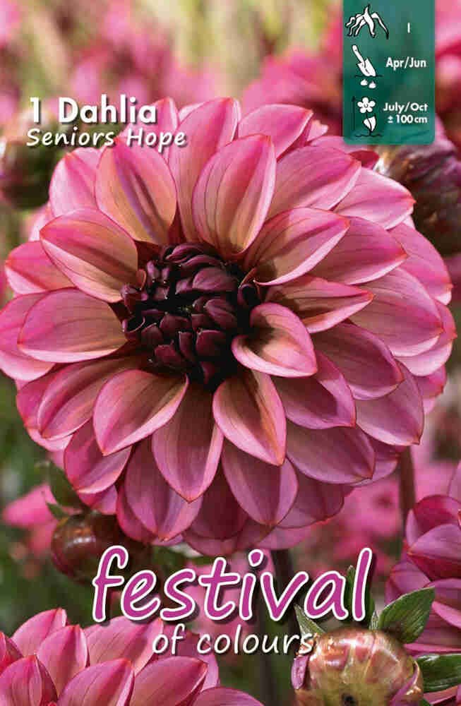 Dahlia Senior's Hope Small-flowerd, NYHED