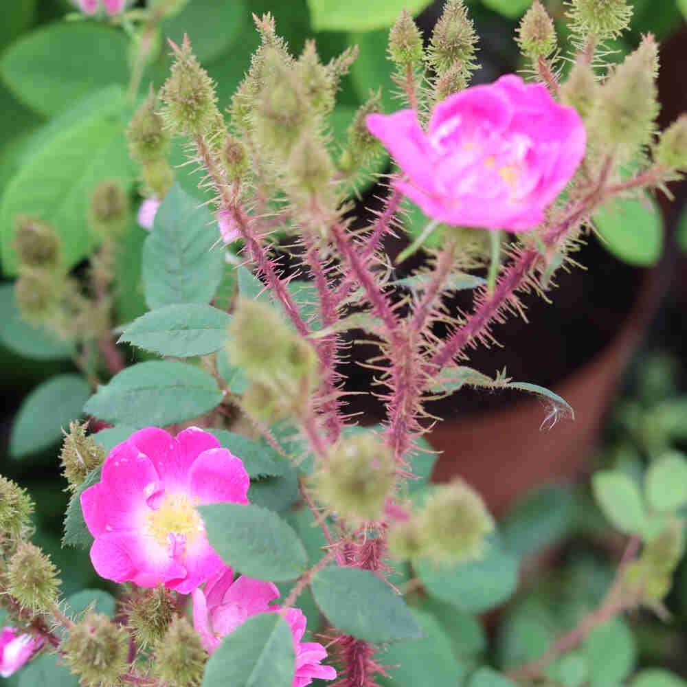 Mosrose - Rosa centifolia 'Goethe'