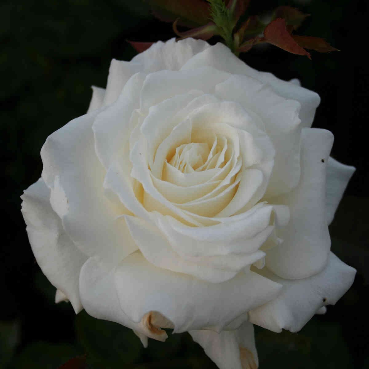 Rose 'Memoire'