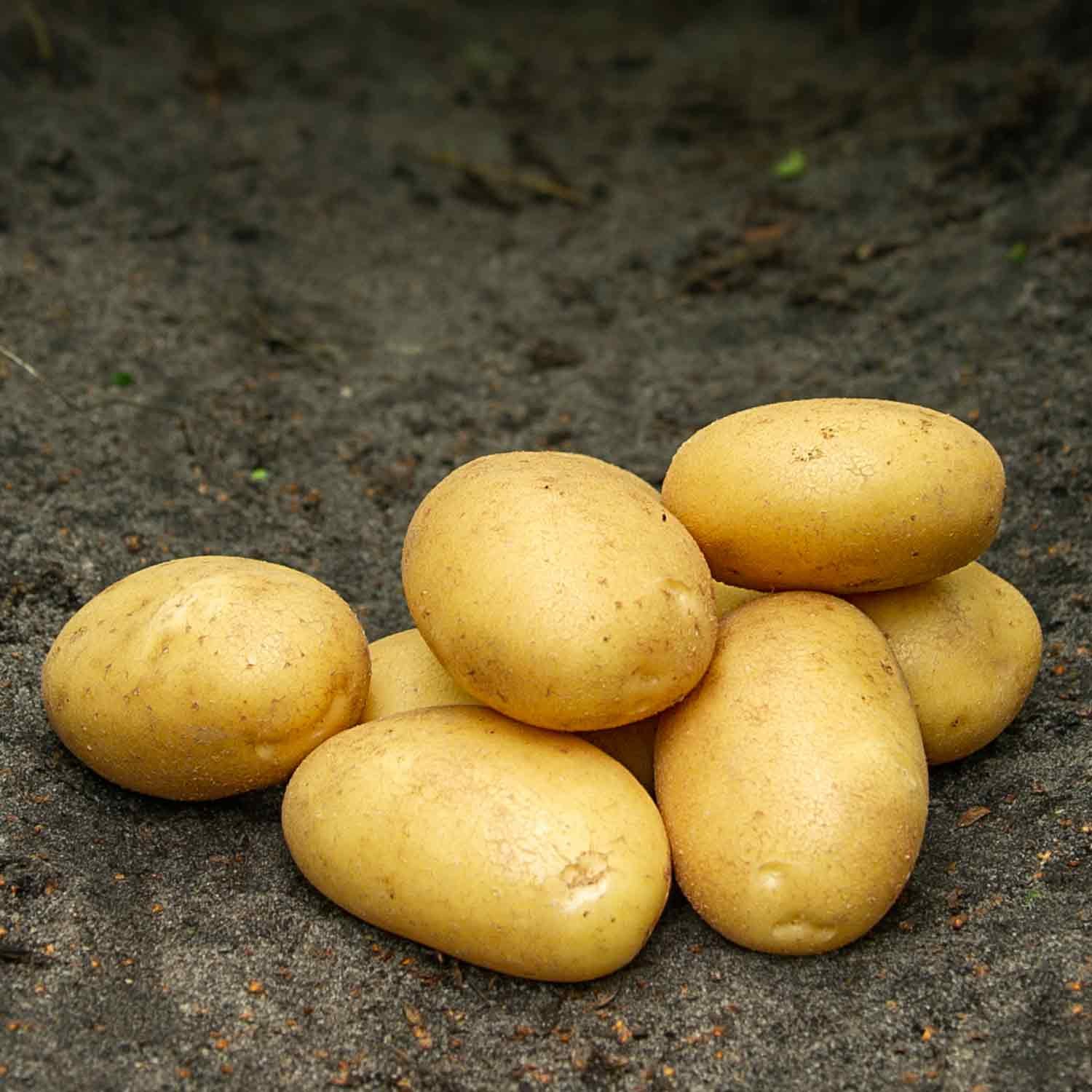 Almindelige Sava læggekartofler