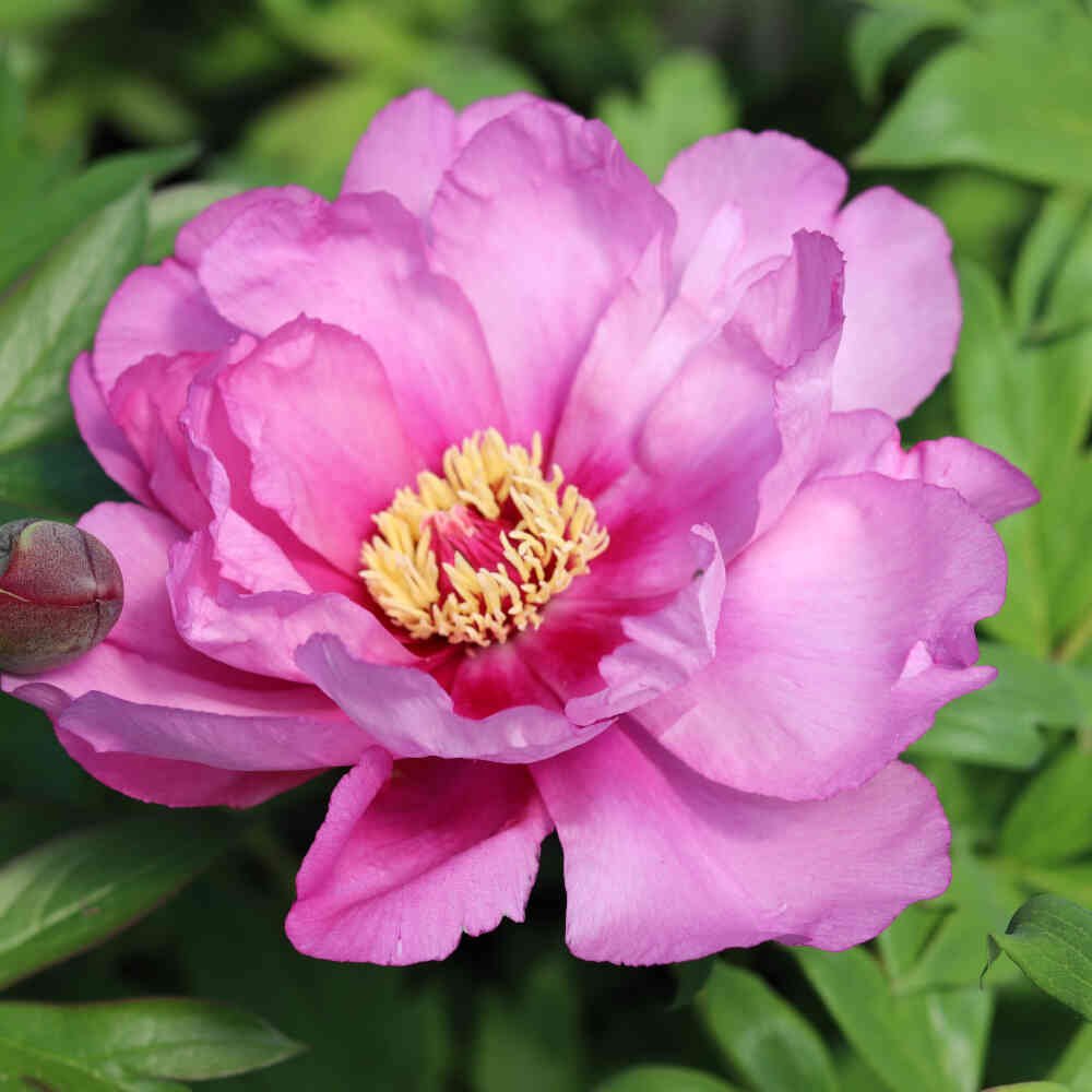 Pæon Itoh-hybrid - Paeonia 'First Arrival'