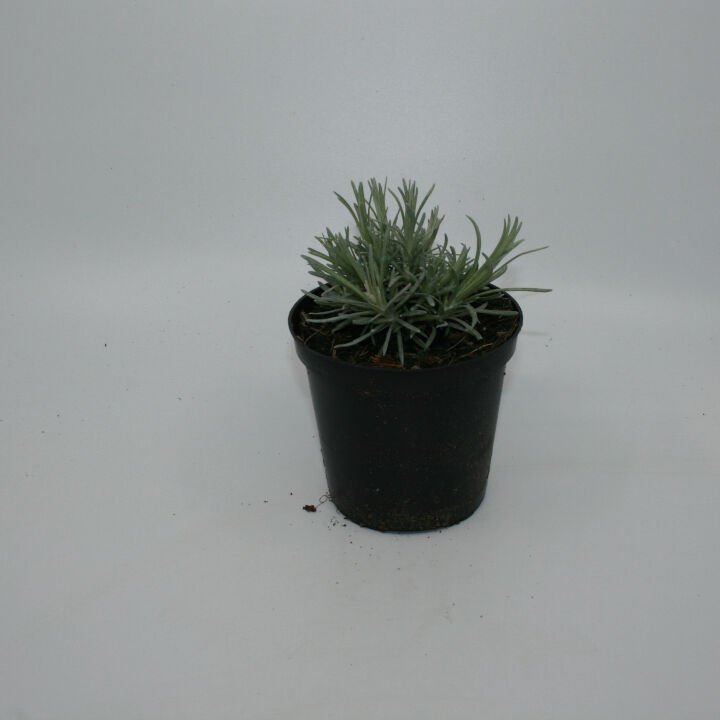 Karryurt - Helichrysum ang. Italicum 12 cm. pot.
