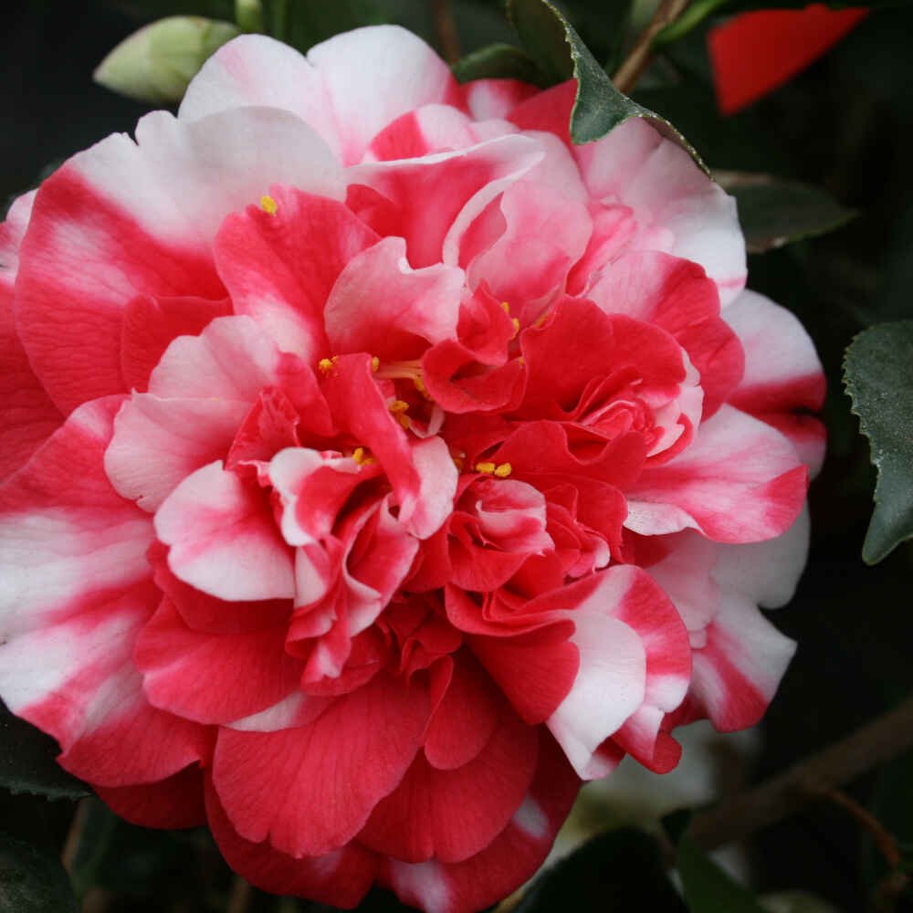 Camellia jap General Coletti 3L 60cm