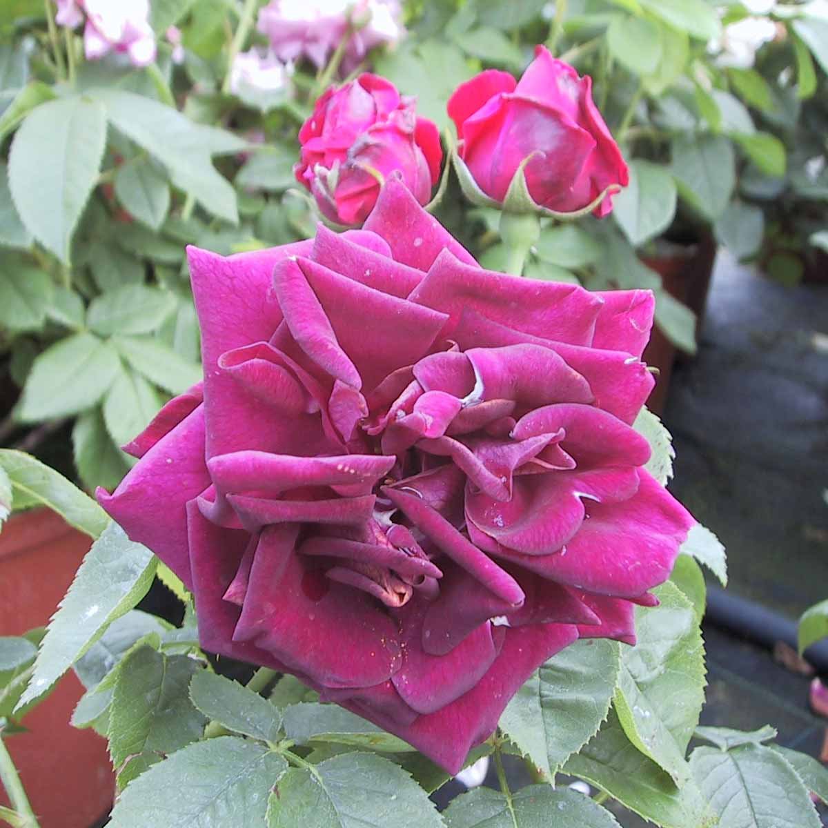 Rosa 'Rose du Roi'