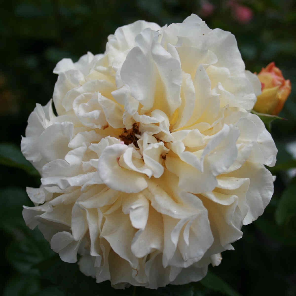 Rose 'Comtessa'