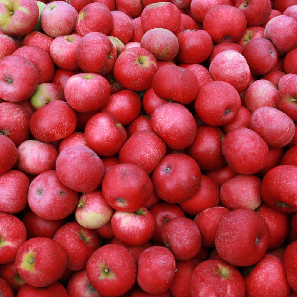 Æbletræ Rosette - Rødt frugtkød