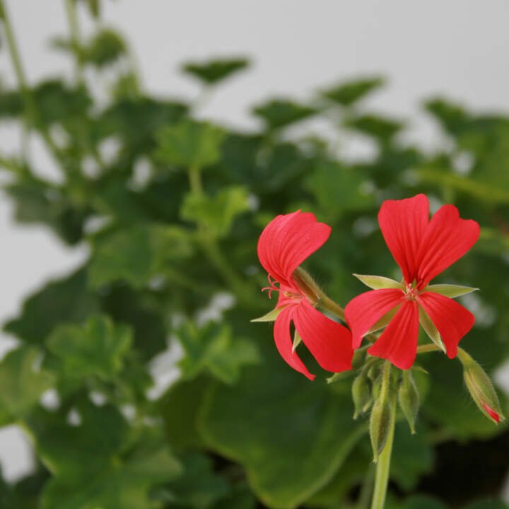 Tyroler pelargonie - Pelargonium pel. 'Red mini Cascade'