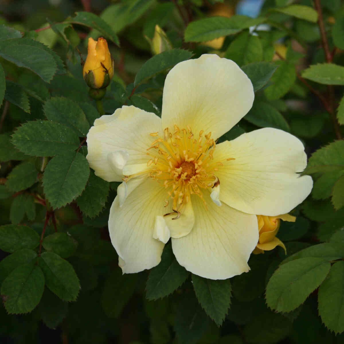 Smuk Gul blomst i klitrose Aïcha