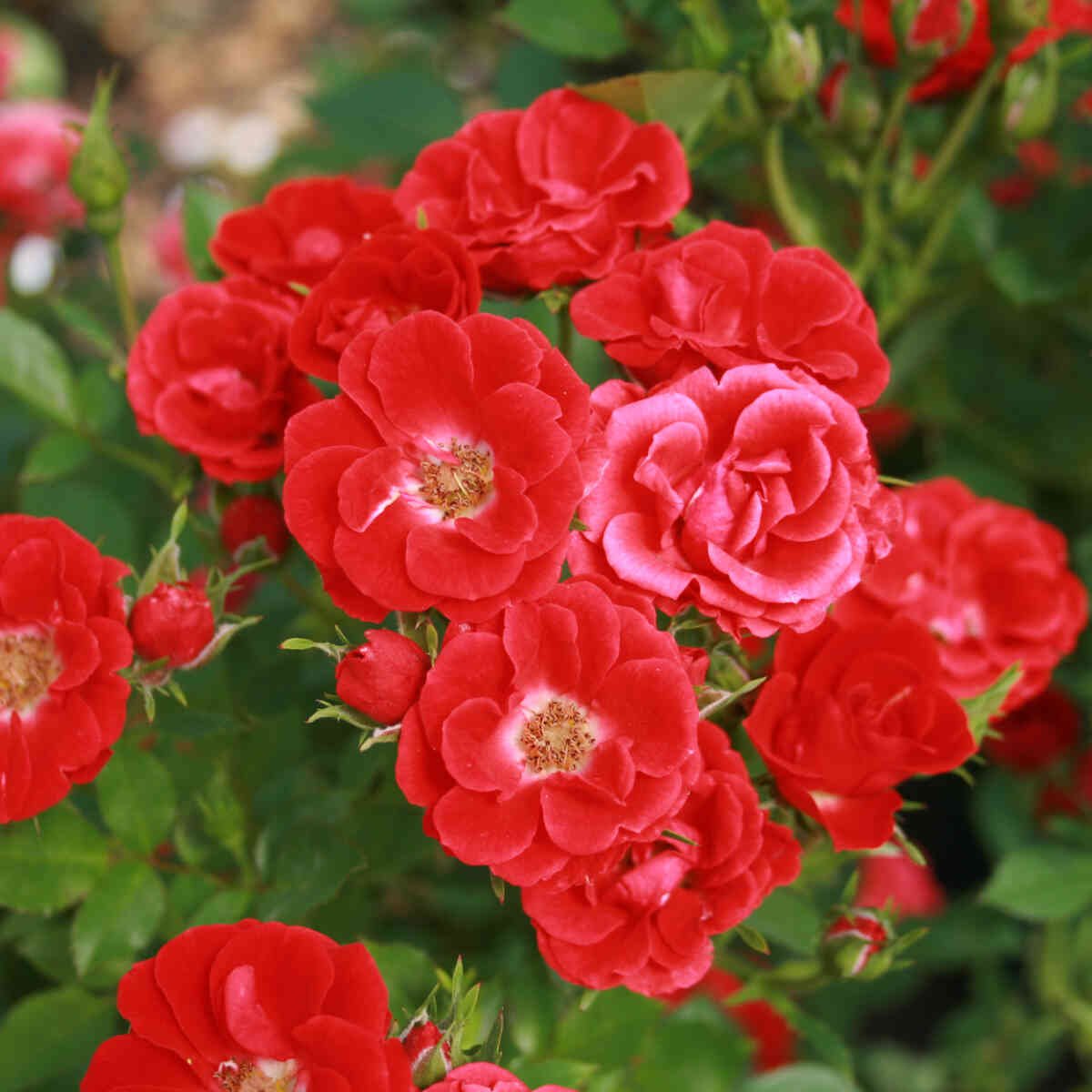 Røde blomster i Bunddækkerose Charming cover