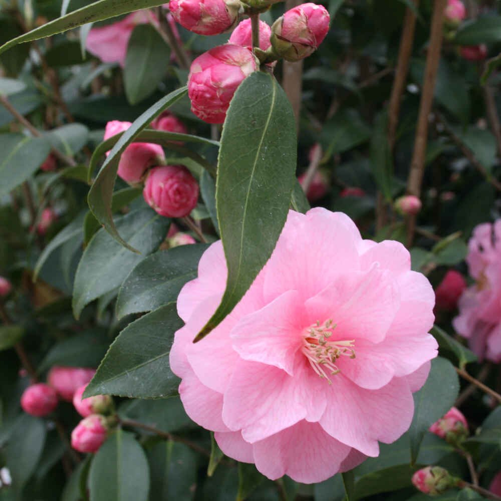 Kamelia - Camellia cuspidata 'Spring Festival' 3 l potte