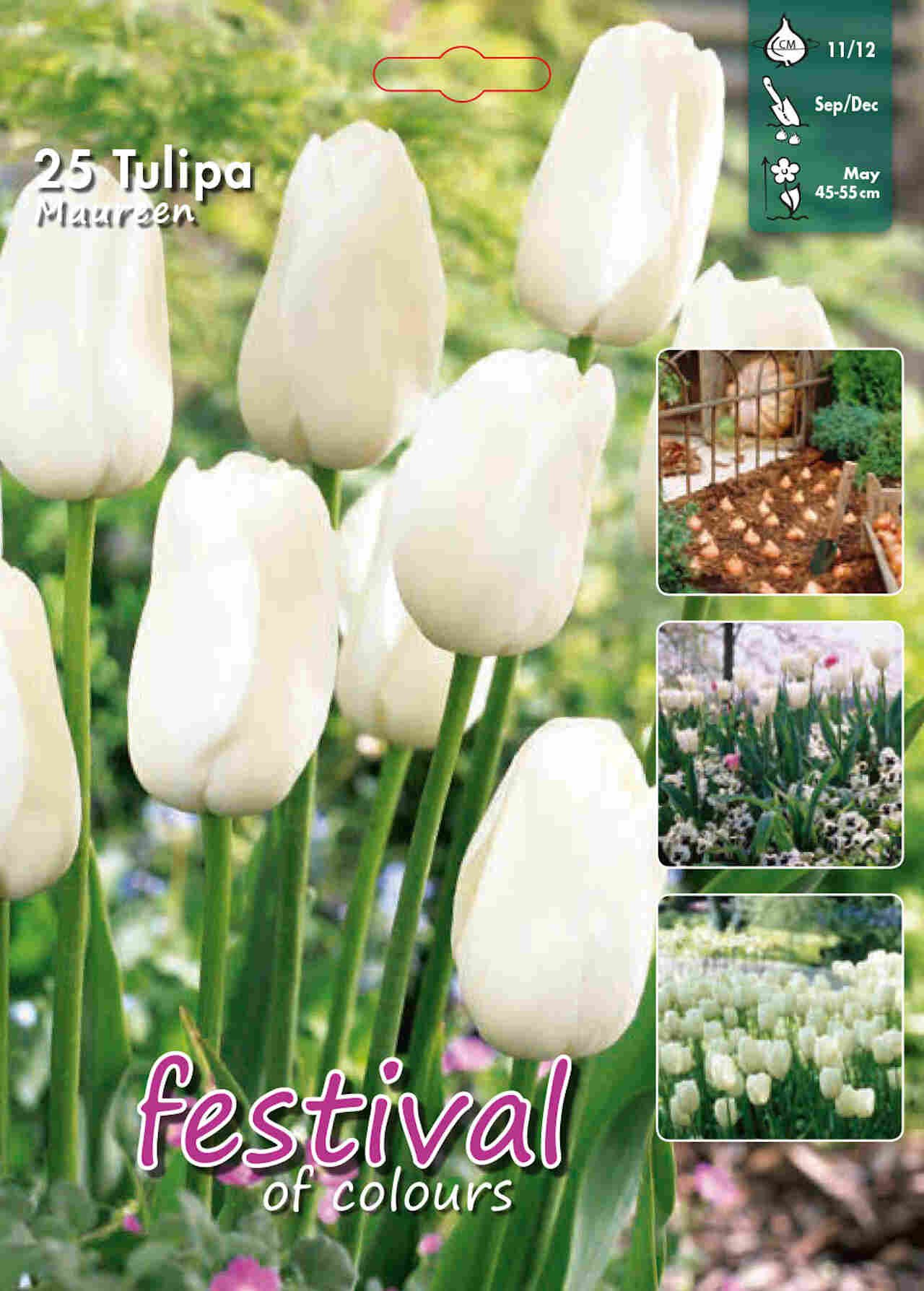 Tulips White Prince 12/+