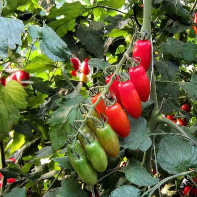 Tomatplante - Lille San Marzano tomat 'Trilly'
