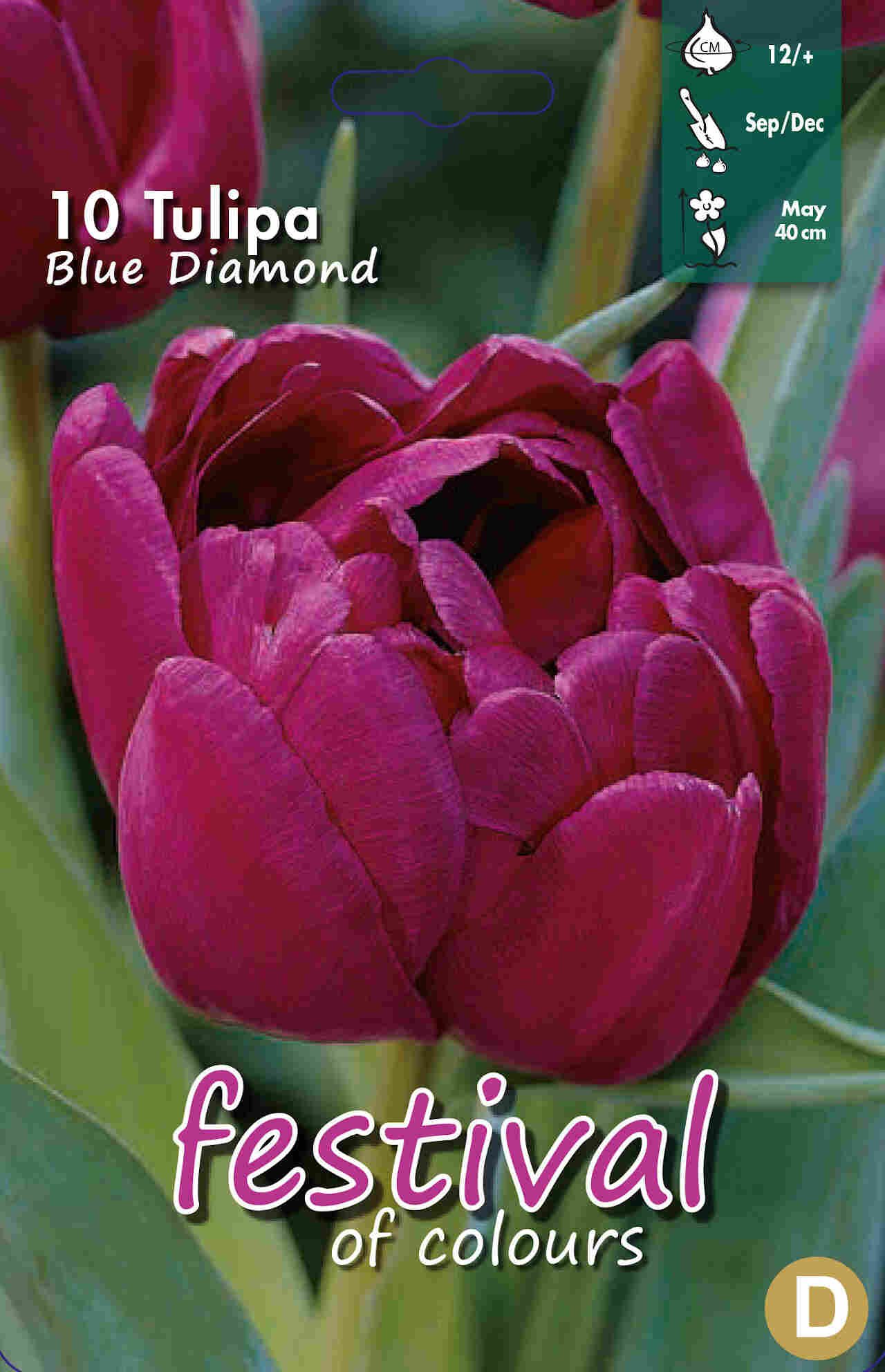 Tulips Blue Diamond 12/+