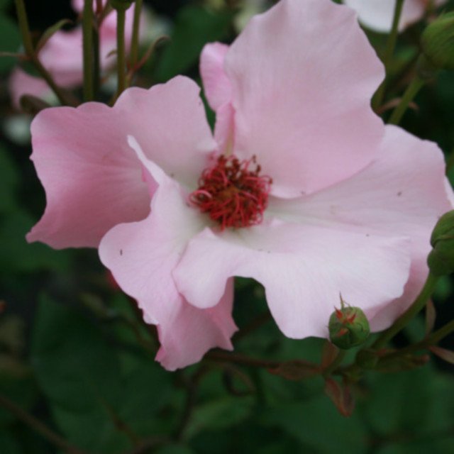 Rose Dainty Bess blomst