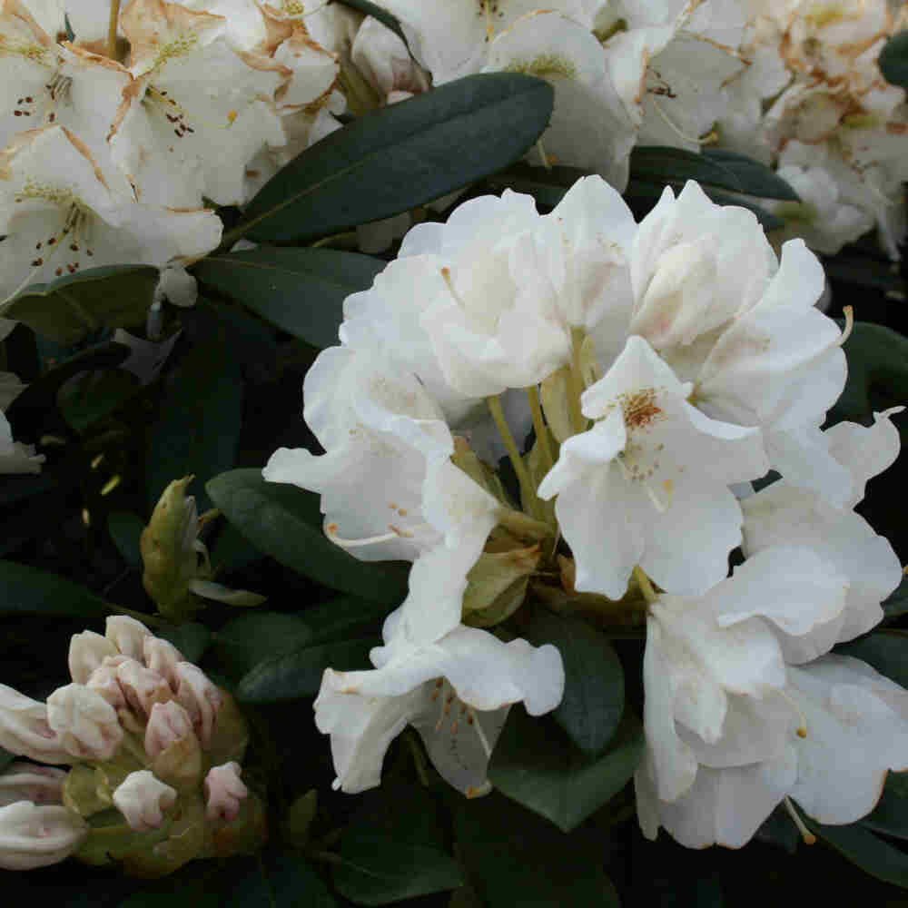 Rhododendron yakushimanum 'Porzellan' 30/- C5