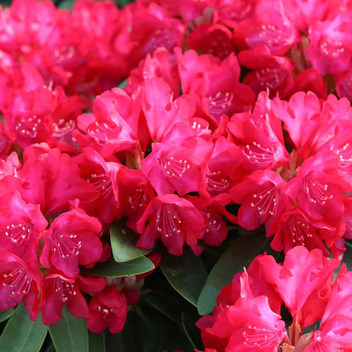 Rhododendron yakushimanum 'Bohlkens Roter Stern' 30-40 C5
