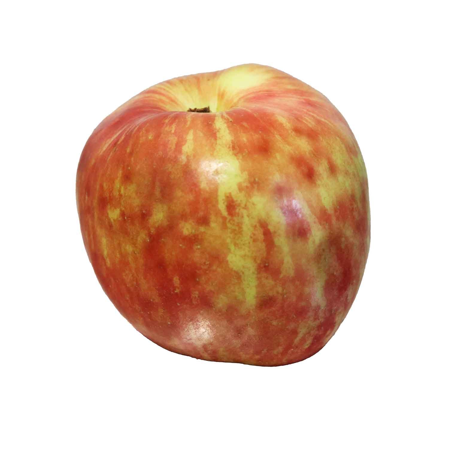 Æbletræ 'Rød Gråsten' M9