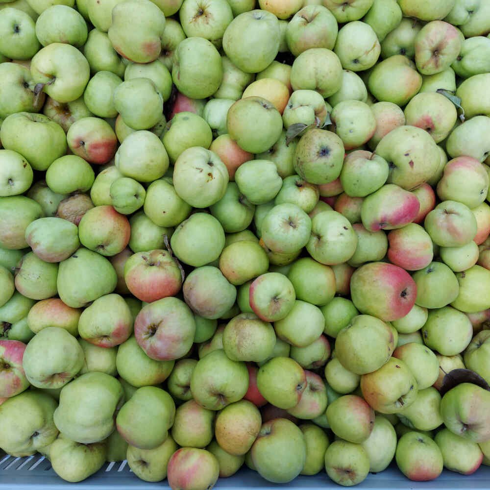 Smukke Filippa æbler i kasse