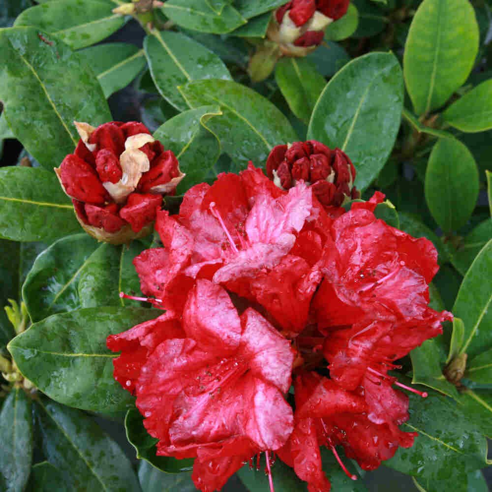 Rhododendron 'Red Jack' C5