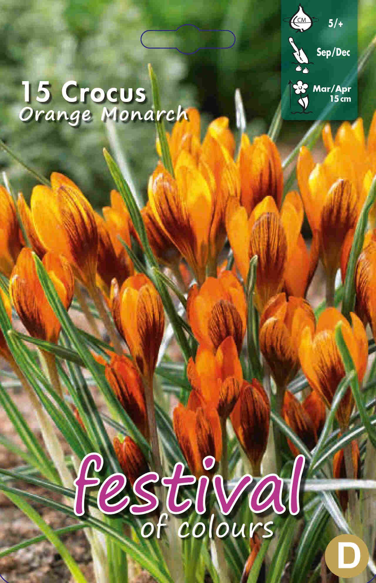 Krokus - Crocus Orange Monarch 5/+