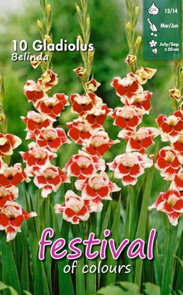 Gladiolus Belinda - mini, småblomstret, 10 stk - 12/+