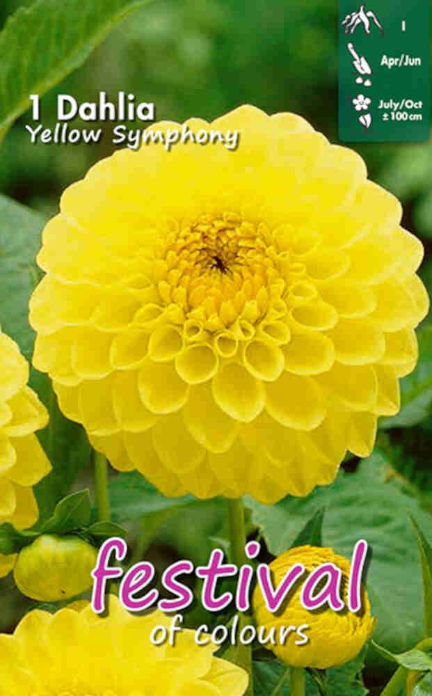 Dahlia Yellow Symphony Ball