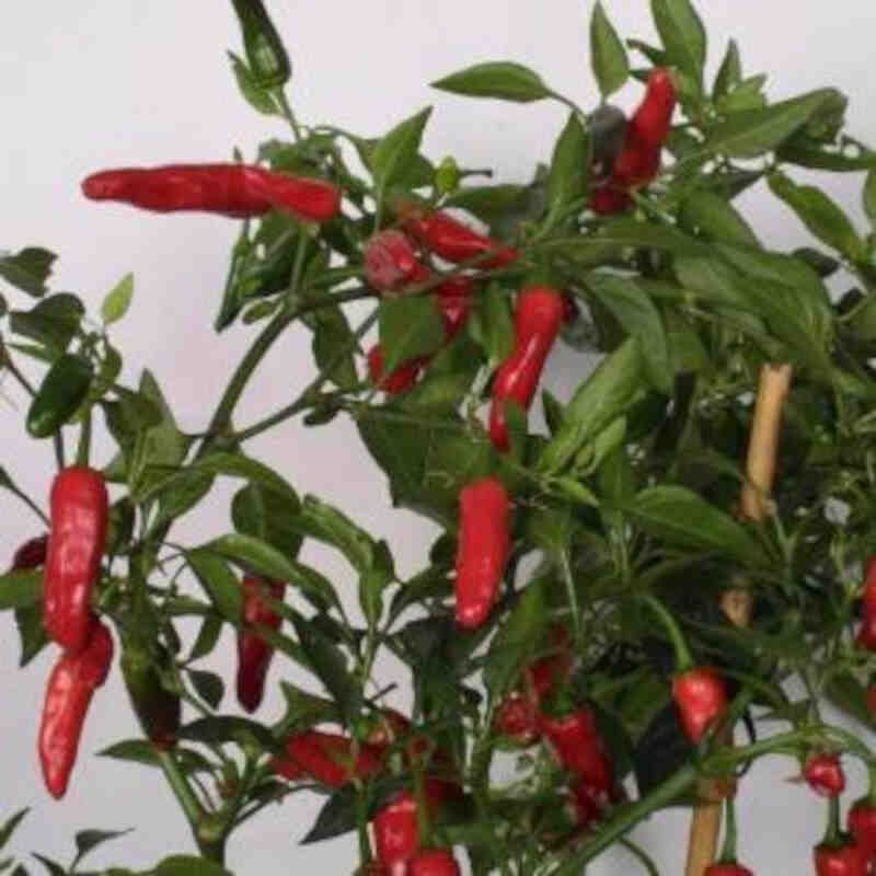 Chiliplante - Chili 'Apache'