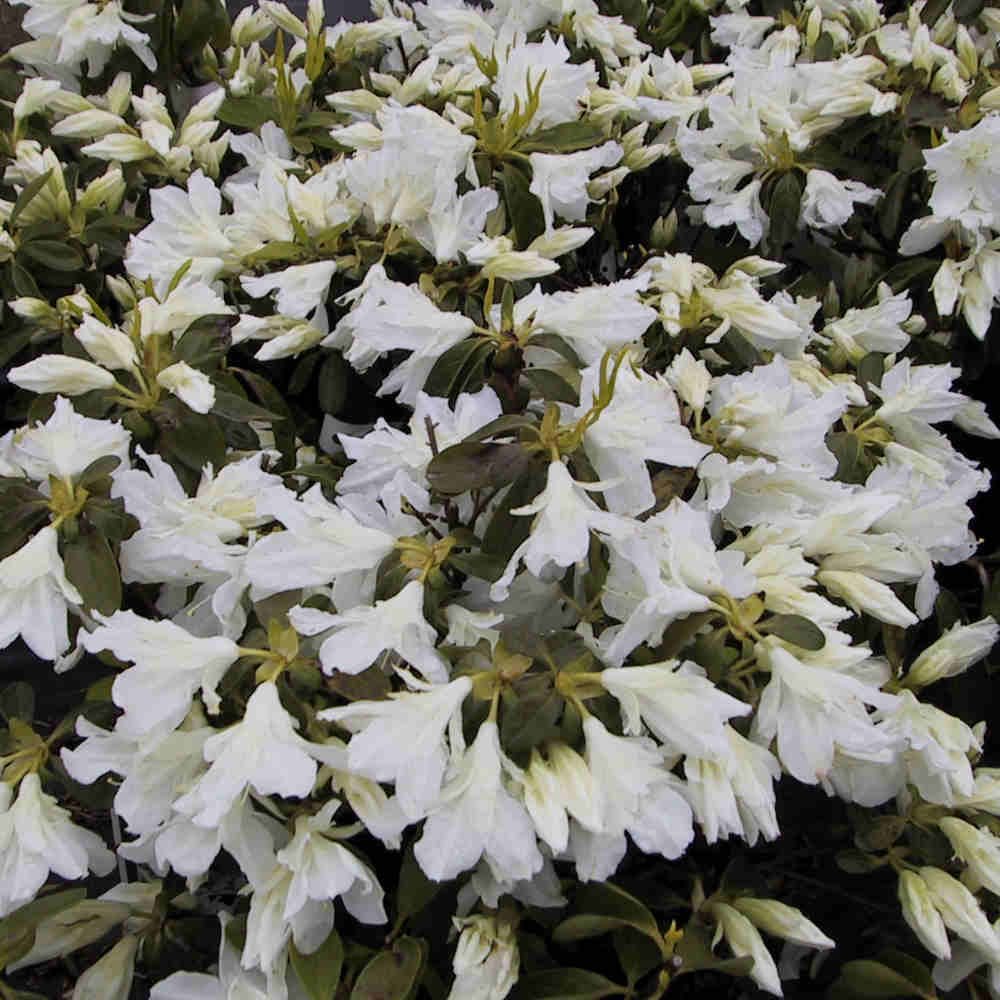 Azalea - Rhododendron japonica 'Adonis' 25/30 C4