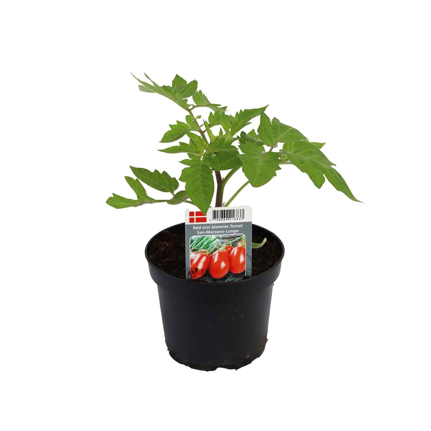 Tomat il San Marzano lungo 12cm pot